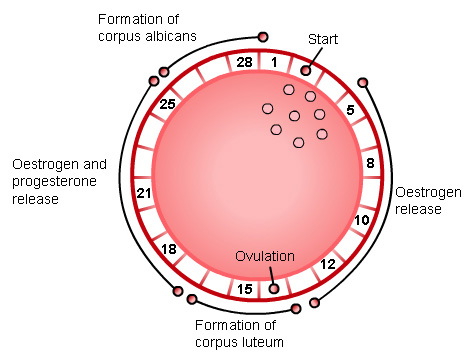 Menstrual cycle - visual representation of text on left
